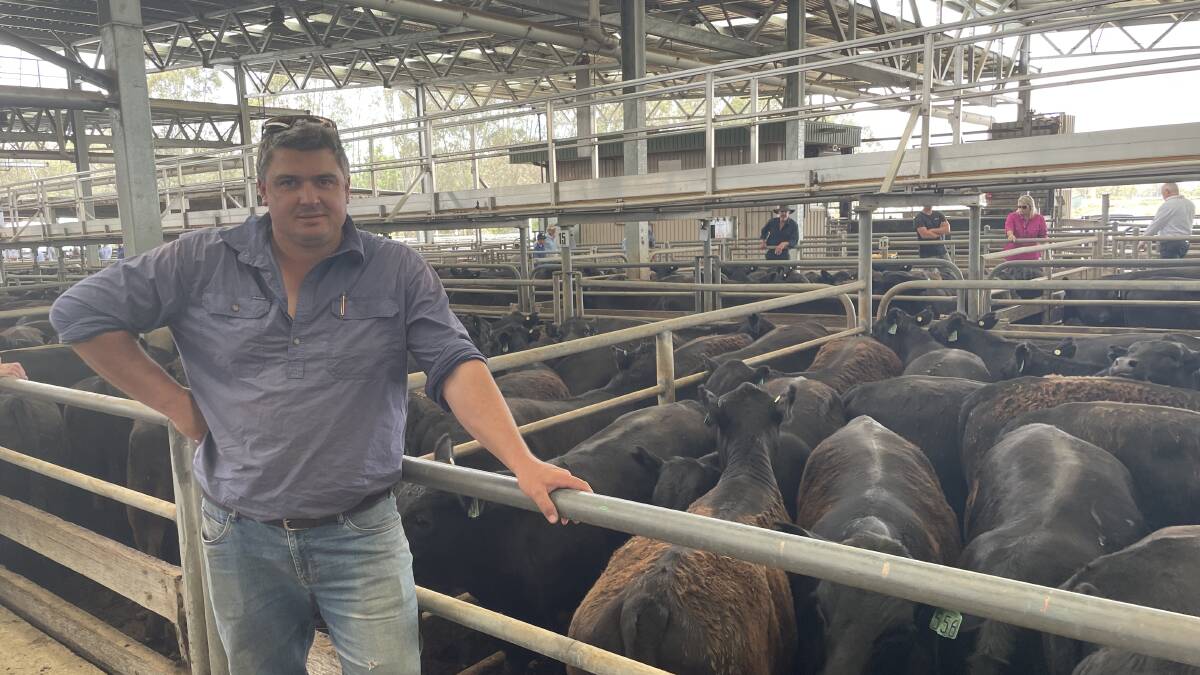 Cattle sold by Rodda Manning, Davilak, Mansfield at the Wangaratta weaner sales were assessed as Coles carbon neutral eligible. Picture by Philippe Perez