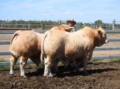 Huntington Charbrays, Matt Welsh with Charbray bulls ready for display at Beef Week. Picture supplied