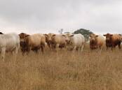 Rosedale Charolais stud bulls which will feature in the draft for the stud's 35th annual on-property sale being held on Friday, May 17 at Blayney, NSW. Picture supplied.