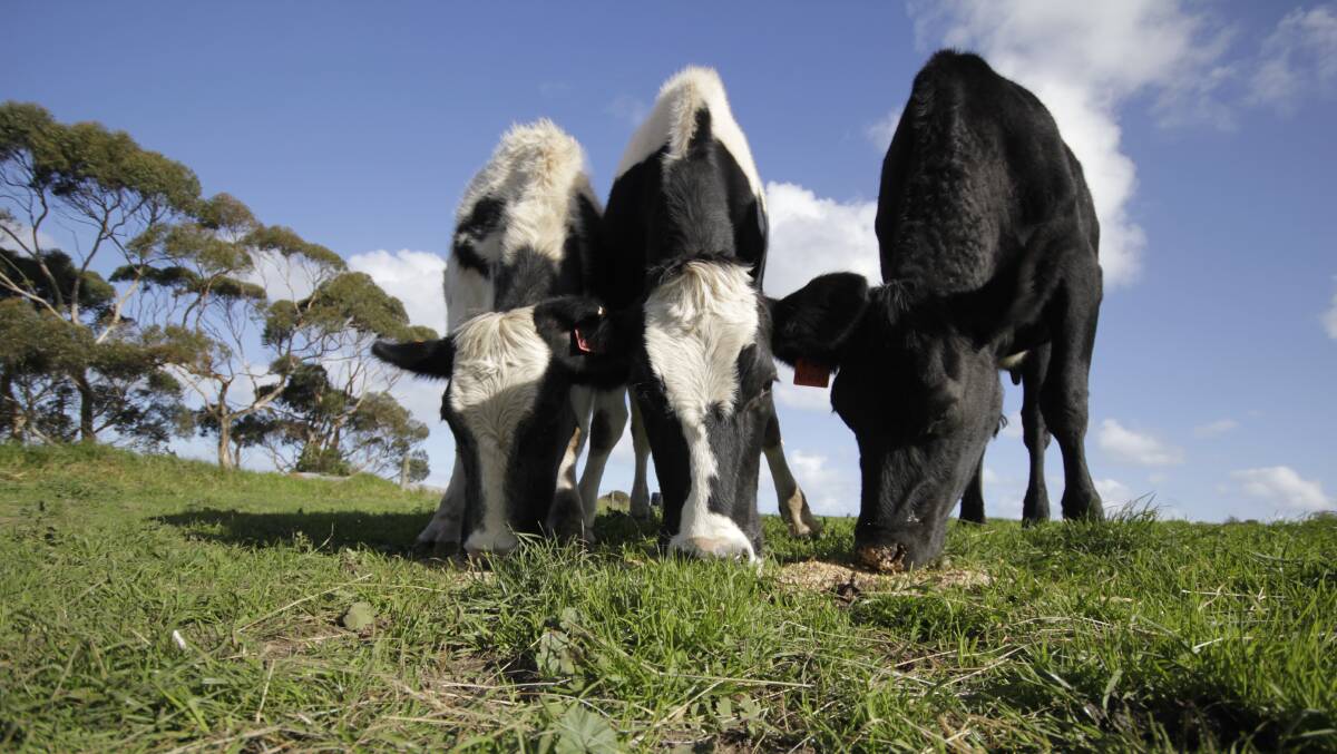 The Australia Dairy in Focus 2023 report showed the national dairy industry had fallen from fourth to fifth place on the international dairy exporters list, and a rise in imports. Picture by Holly McGuinness