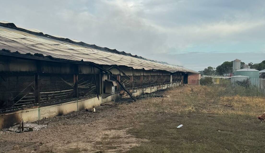 Twenty thousand chickens have died after a shed fire blaze, with 16 CFA units responding. Picture supplied
