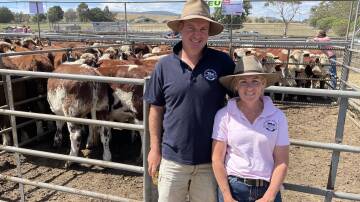 D’Arcy and Grace Fitzgerald, Omeo, sold 33 Hereford/Shorthorn-cross steers, 9-11 months, at the Omeo Hereford sale.