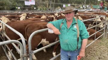 Phillip ‘Bluey’ Commins, Nunniong Herefords, Ensay, sold 180 mixed-sex Hereford calves, including 99 steers, 8-9 months, at Ensay.