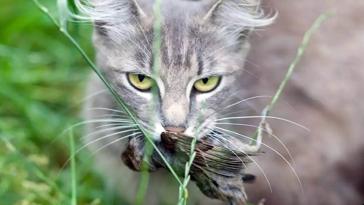 Cats, both feral and pet, kill an average of more than 1000 native animals each year. Picture supplied by Whitehorse City Council.