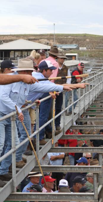 Strong support: There was no shortage of eyes looking for bids at Wednesday's store cattle sale in Warrnambool.