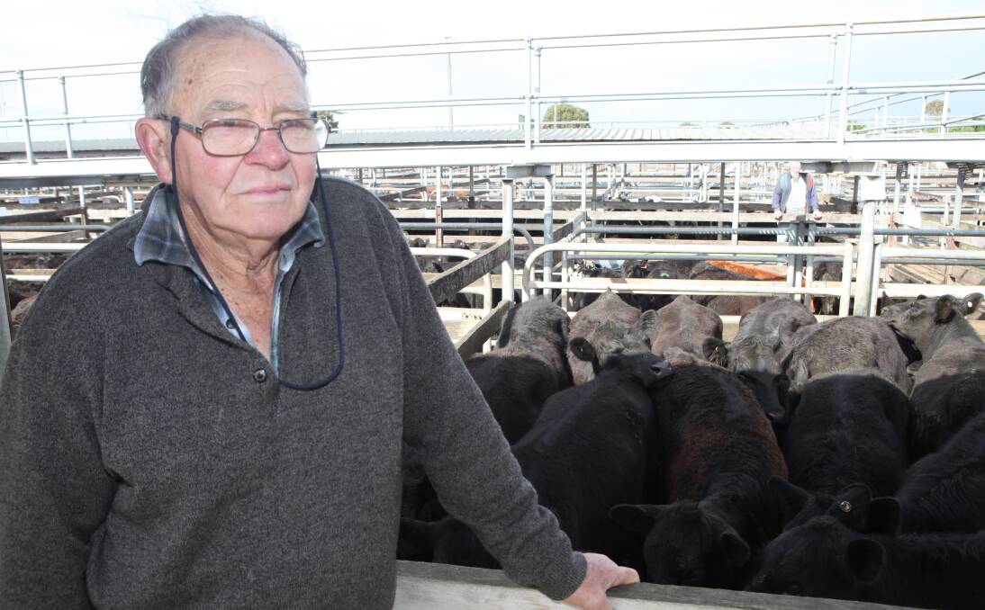 Enjoying the high: Nirranda beef and dairy producer Robert Morey said the prices he received at Friday's Warrnambool store cattle sale were "very satisfactory". Picture: Everard Himmelreich 