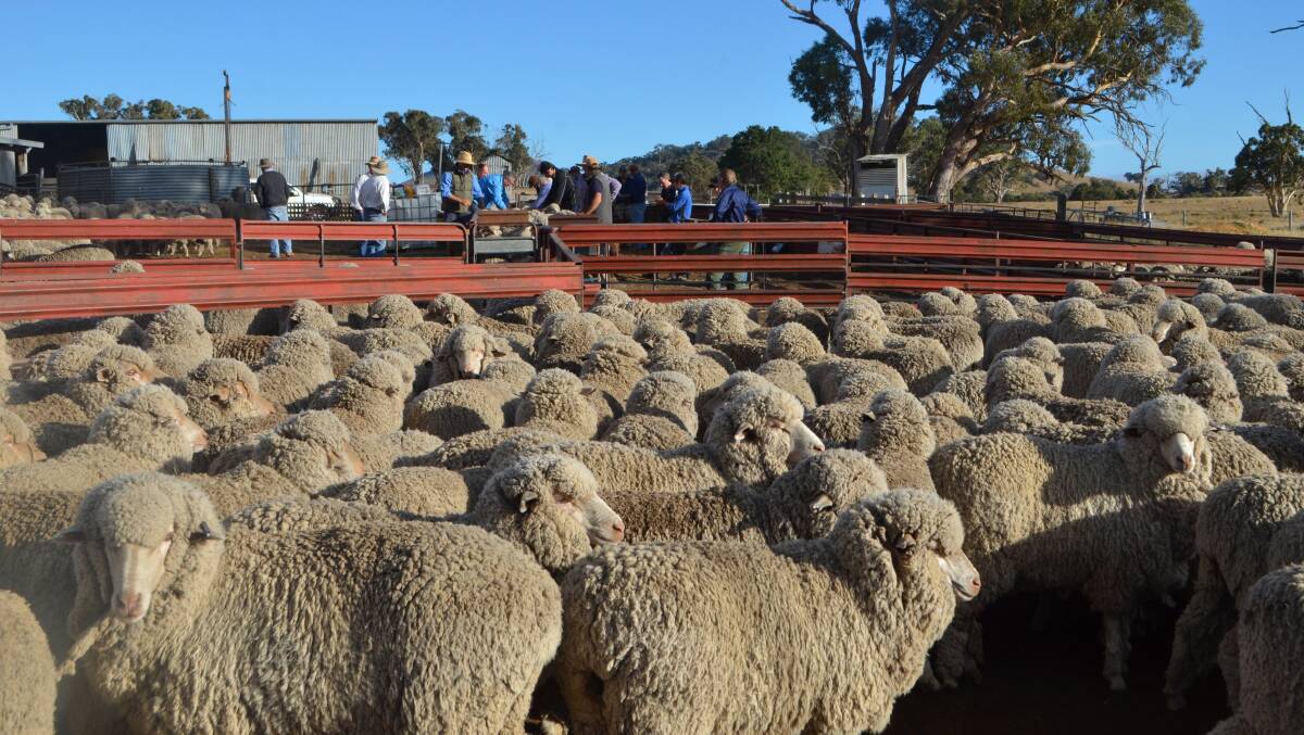 Maiden Merino ewes on display for judging during the annual Bookham Merino ewe cometition
