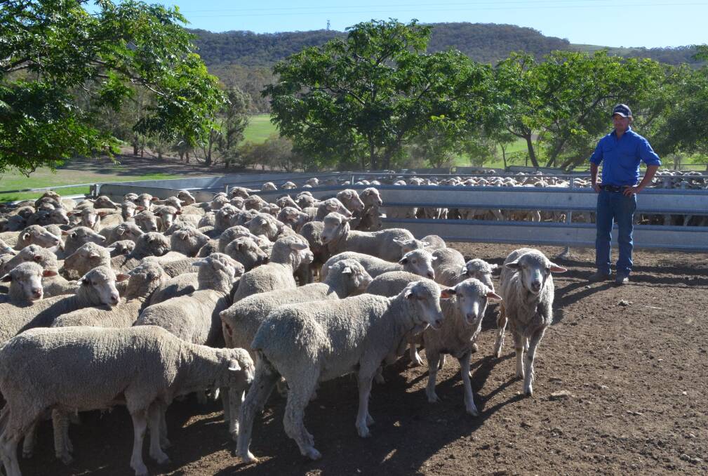 Davo Weir, Bertangles, Bookham proudly looking over his January-shorn, Bogo-blood maiden Merino ewes entered in the Bookham Agricultural Bureau ewe competition.