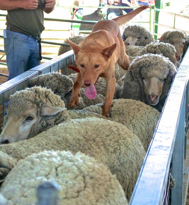 Typical of the working dogs to be put through their paces at the 12th annual auction sale at Jerilderie.
