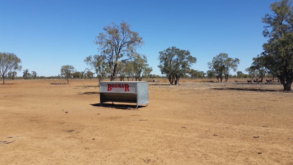 While the rainfall was gratefully received, Western Local Land Services District Veterinarian, Dr Hannah Williams believes landholders should be cautious before making the decision to stop feeding any stock. 
