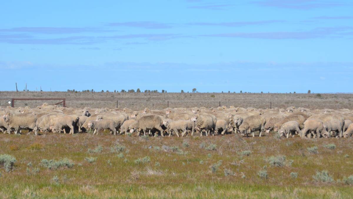 Merino ewes with their lambs being moved between paddocks in the Riverina