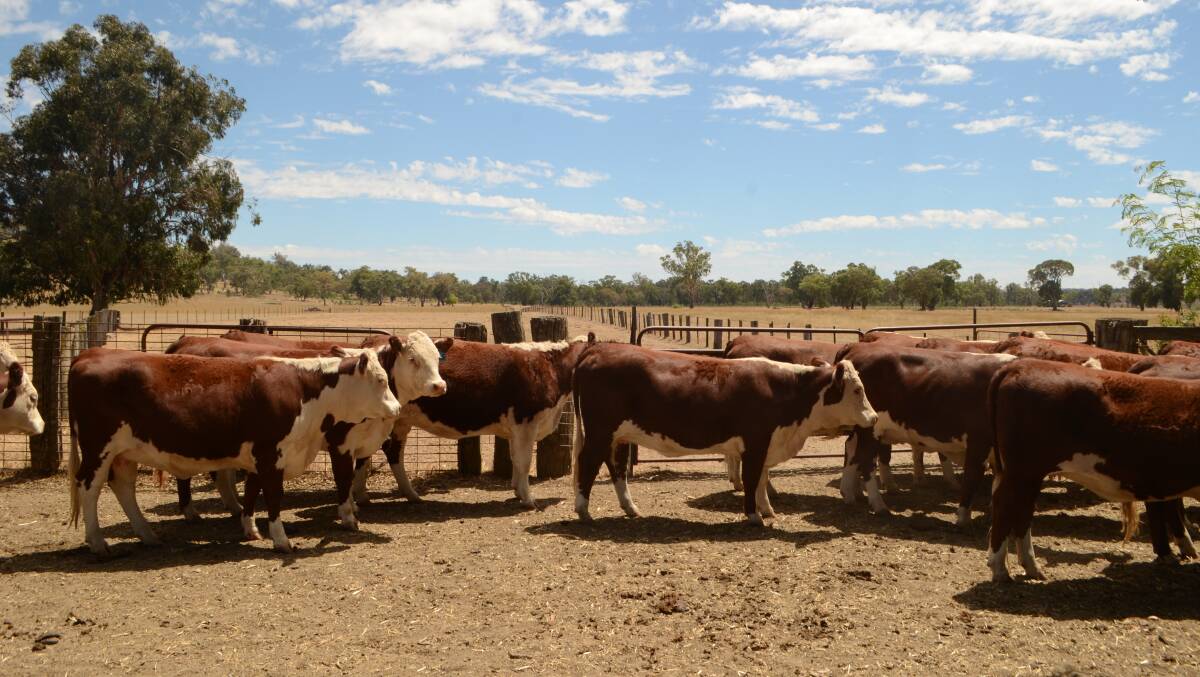 Autumn 2014 drop PTIC heifers bred by Isabel Webb on her property “Boongarra” near Morven which her family have bred Herefords since 1939.