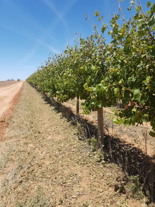 Before the storm: Vines showing excellent growth before the damaging storm alst week. Photo: supplied. 