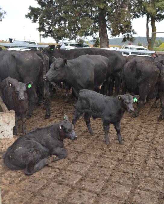 Cow and calves sold to $2360 under strong competition from breeders.