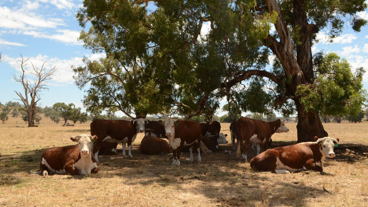 Mixed-age Hereford cows, Dunoon-blood and in calf to Dunoon or Wirruna bulls resting in the shade at Isabel Webb's property, 