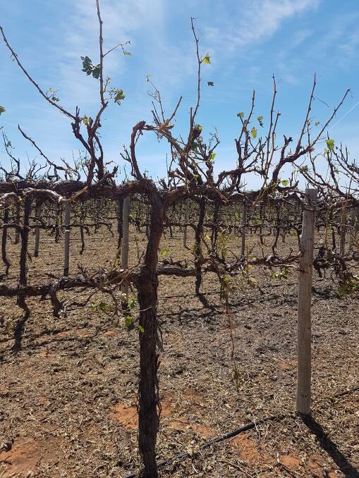 Withered vines: Damage to vines near Pomona, following the recent storm event. Photo: supplied.