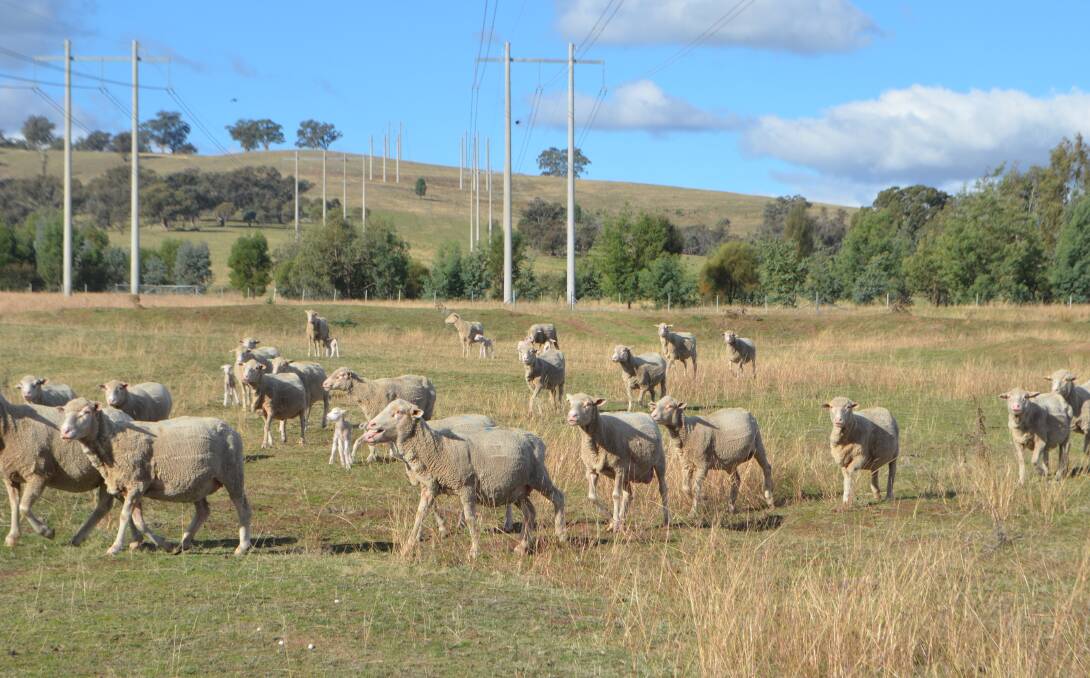 SHELTERED: Dohne ewes lambing on Bruce Harris's property "Connorton", Uranquinty. Mr Harris said he hadn't any ewe or lamb losses during the recent rain because his paddocks are well sheltered, providing protection for the sheep.