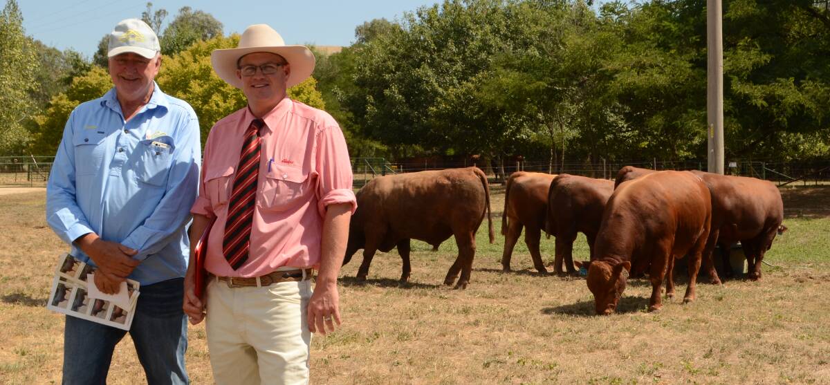 Hicks Beef co-principal, Andrew Hicks and auctioneer, Joe Wilks, Elders, Wagga Wagga, in the pen of Red Composite bulls featuring the equal top priced bull purchased through AuctionsPlus for $10,500. 