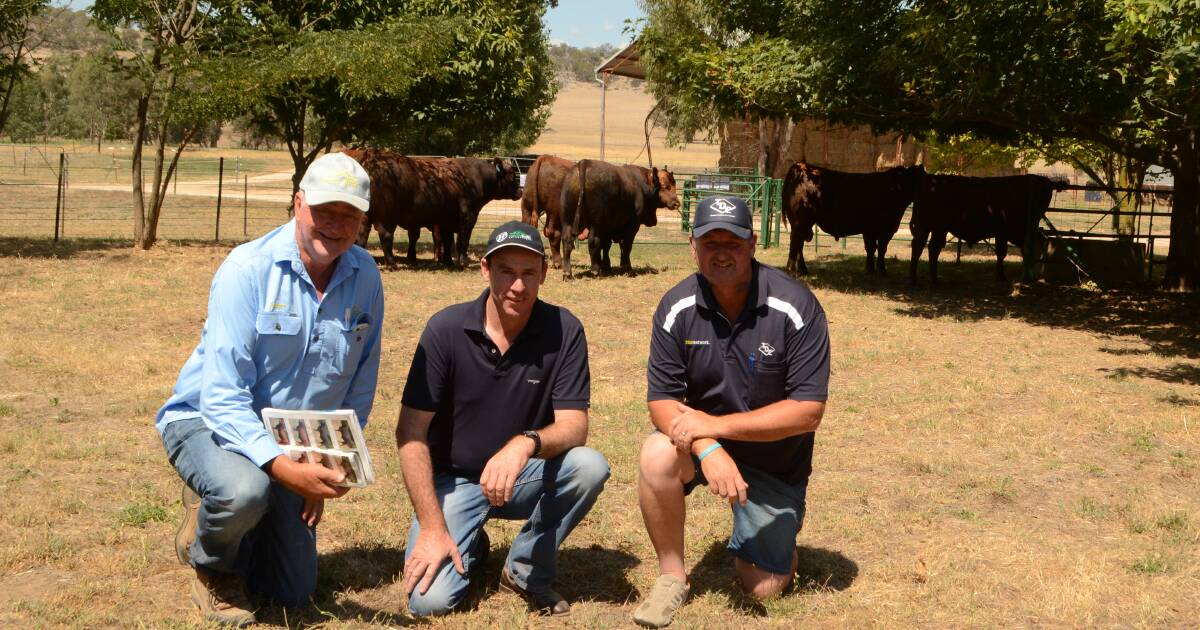 Hicks Beef, co-principal, Andrew Hicks, with buyer equal top priced bull, Rick Foster, "Haven Park", Casterton, Victoria, and his agent, Jamie Gray, Thomas DeGaris and Clarkson, Penola, in the pen of Red Angus bulls which feature the equal top priced bull at $10,500. 