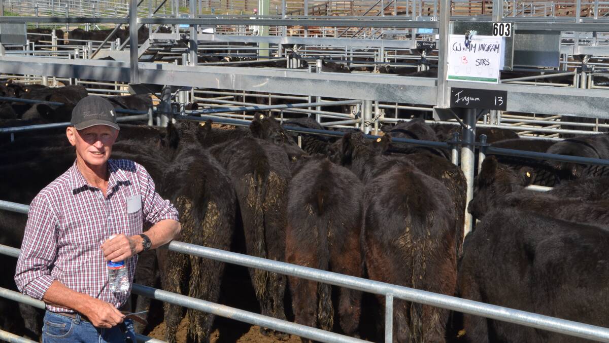 Garry Ingram, "Karinya", Delegate, with his pen of 13 Angus steers, Rennylea and Hazeldean-blood, estimated to weigh 325kg sold for $1275.