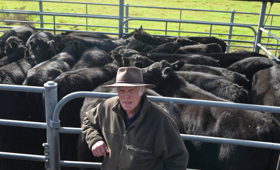 Confidence in breed: Brian Knight, "Camooweal Dip", Tumut, with his 25 Angus heifers, 10 to 11 months and 'top-of-the-drop', sold for $1000. 