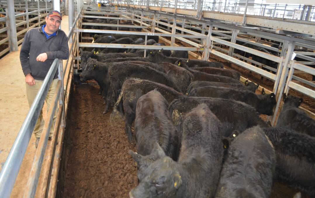 Ivan Peppe, Howlong, was very pleased with the return from this pen of 18 Angus heifers, Jarobee-blood weighing 326kg and sold for $1160. 
