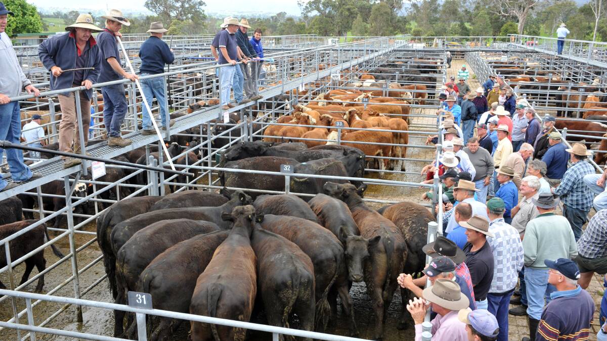 View of the cattle sale at Bega