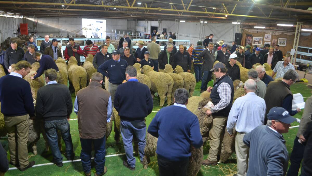 Tremendous interest in the judging of quality Merino sheep during the 66th Hay Sheep Show held in the Norm Smith Pavilion at the hay Showgrounds.