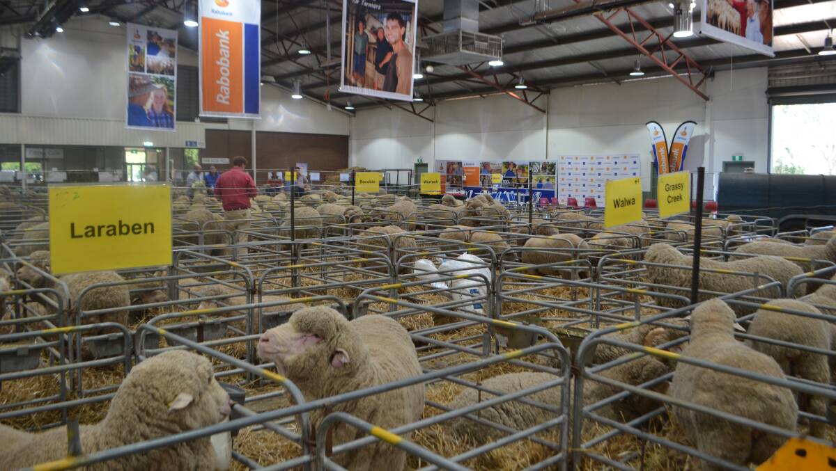 Merino and Poll Merino ewes and rams prepared for show on day one Great Southern Supreme Merino in Canberra
