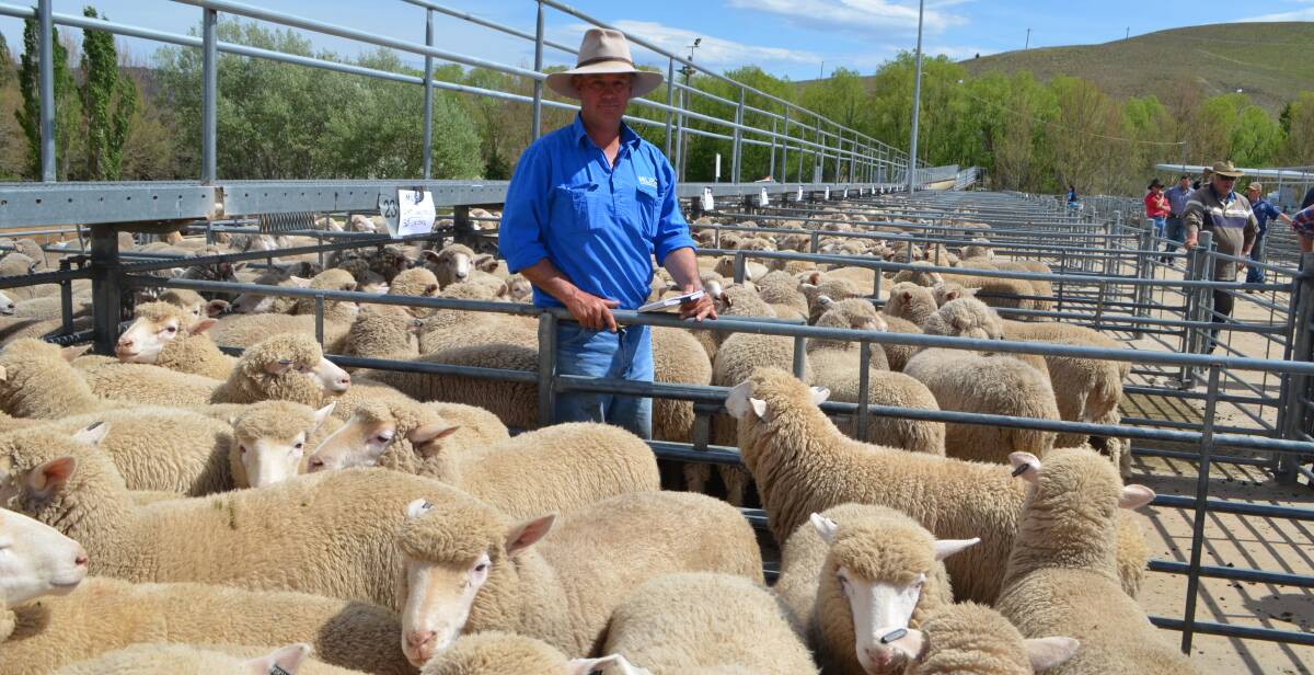 Monaro Livestock and Property Cooma agent Garry Evans with two pens of new season lambs sold for $140 at the special sheep sale at Cooma last Tuesday.

