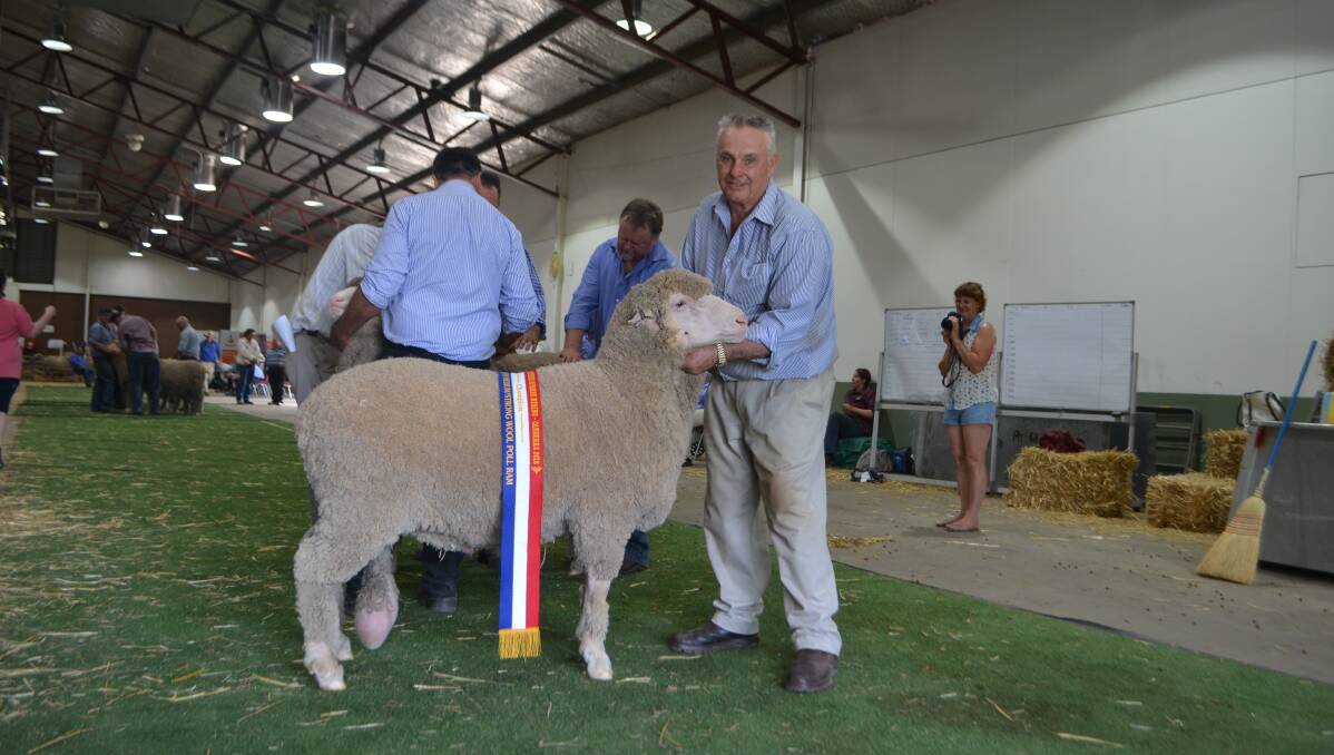 Ross McGauchie, Terrick West, Prairie, Victoria with his champion August-shorn medium/strong wool Poll Merino ram

