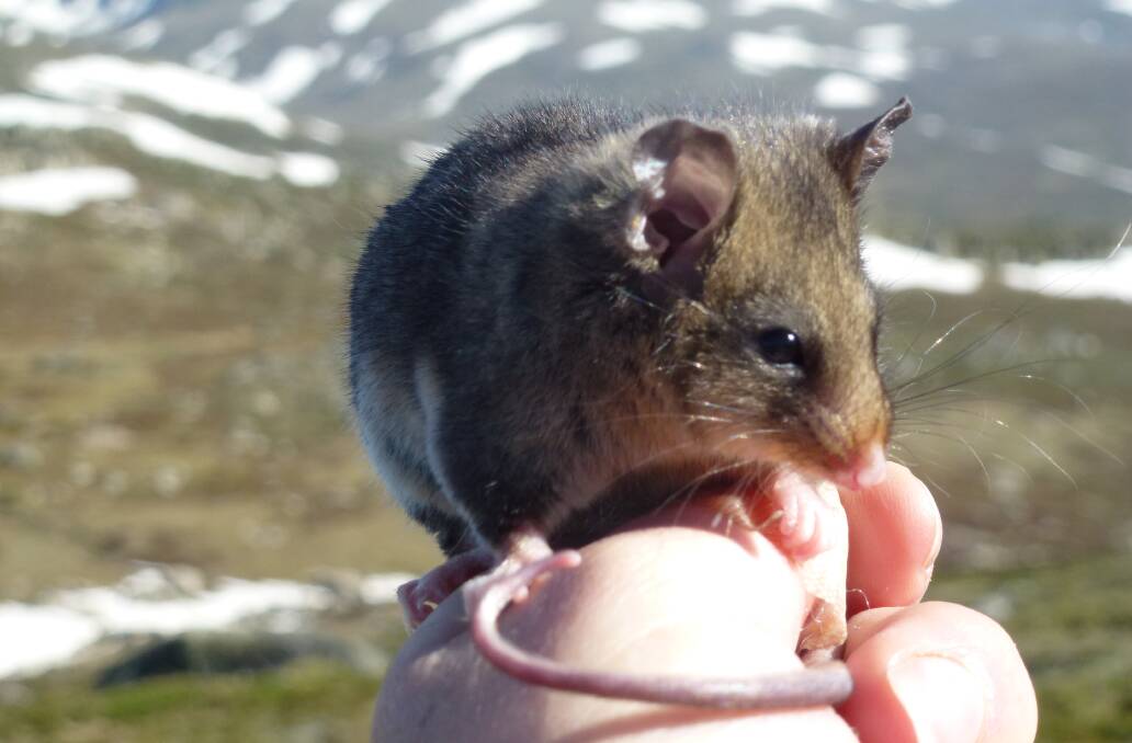 Native species: like this mountain pygmy possum living in the Snowy Mountains Kosciuszko National Park, are critically endangered by the damage rabbits cause in destroying their habitat and food sources. Photo: supplied.

The European rabbit is Australia’s most destructive agricultural pest animal, costing more than $200 million in lost agricultural production annually and wreaking havoc on the environment and biodiversity, impacting on 304 threatened native plant and animal species.