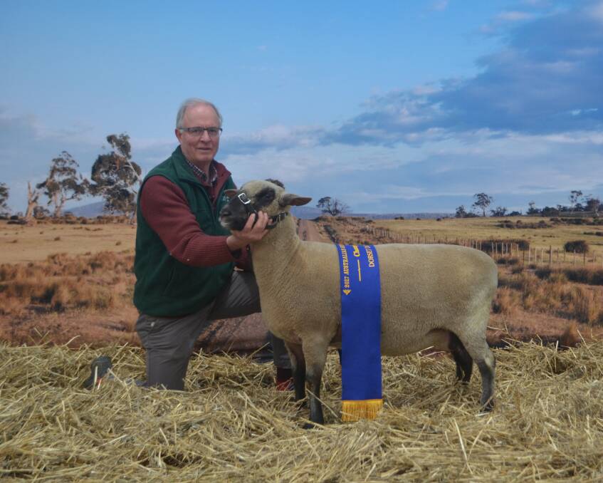 Colin Chapman proudly displaying his champion Dorset Down ewe, considered by judge James Bond from Cornwall, UK, to be an outstanding breed type. 