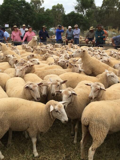 The Kember Family, "Gleneith", Ganmain offered 213 March/April '17 drop ewes topping the sale at $280 per head. Photo: Wes Kember
