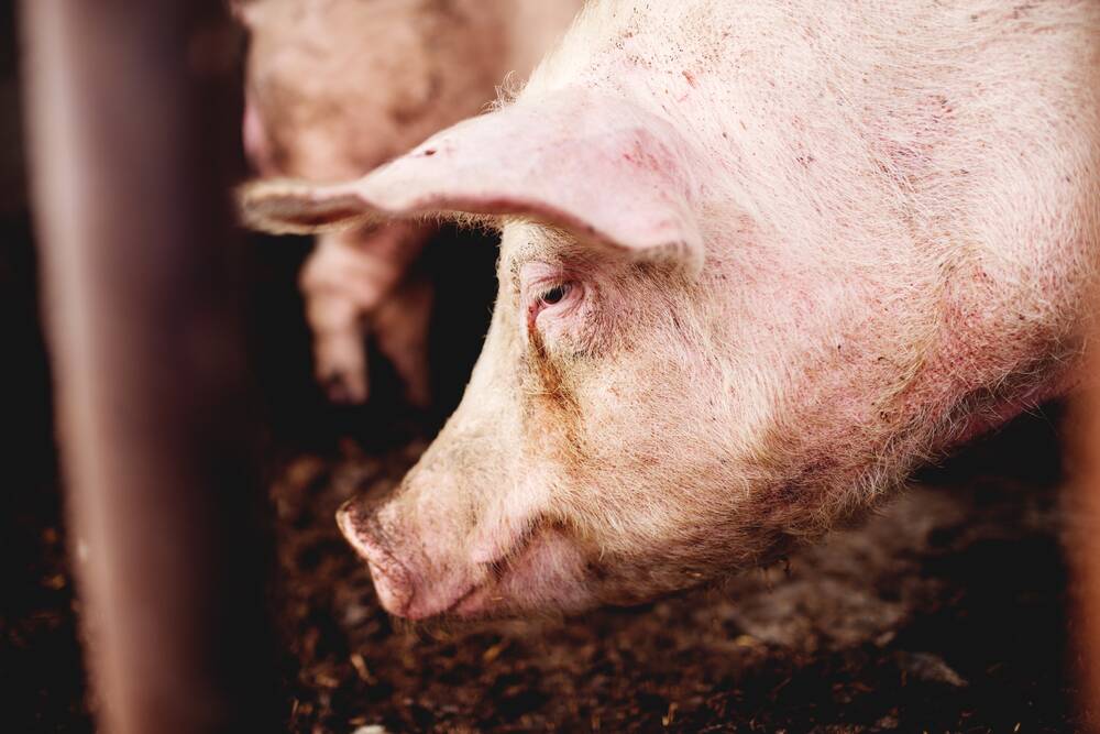 Current planning holding pig industry back