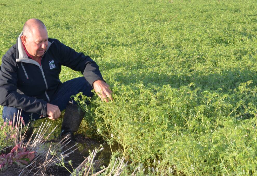NSW Liverpool Plains farmer and former Grains Research and development Corporation chairman, Keith Perrett, inspects a waterlogged crop of chickpeas at "Dunmohr", Kelvin.