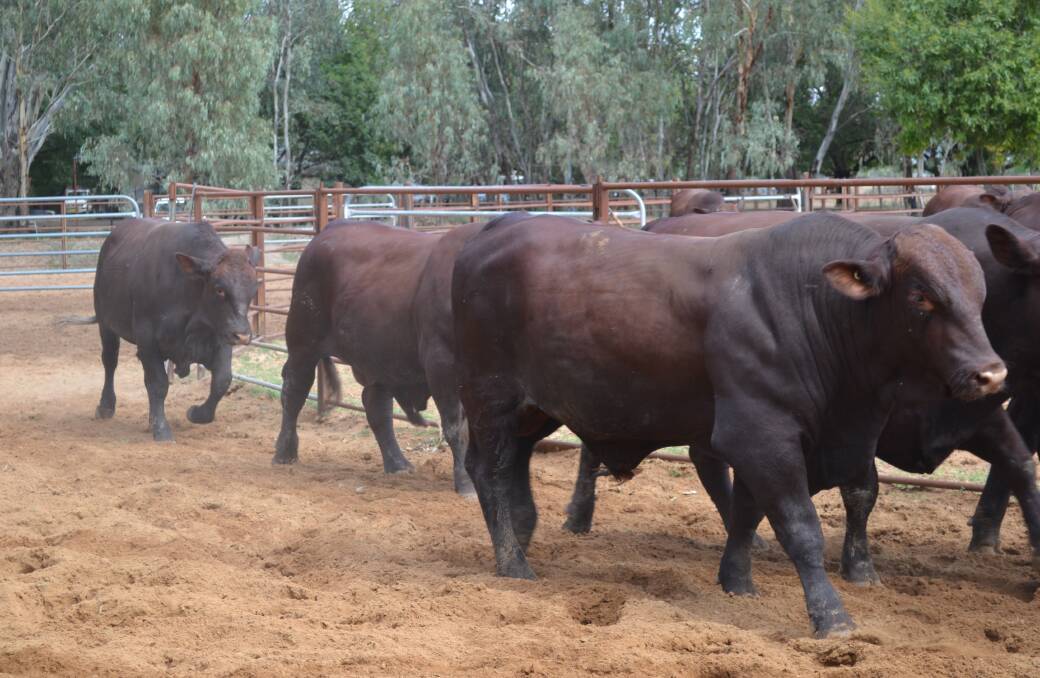 Anna Creek Station will be de-stocked during 2017 as part of the S. Kidman and Company sale agreement with the Williams family, then re-stocked with about 8000 surplus British breed cattle from the Williams’ existing South Australian herds.