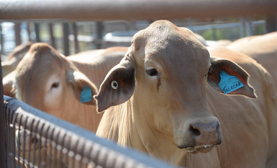 The sale of Elders' North Australia Cattle Company to a new owner is 98pc wrapped up and will involve an Elders contract to continue supplying cattle to business.