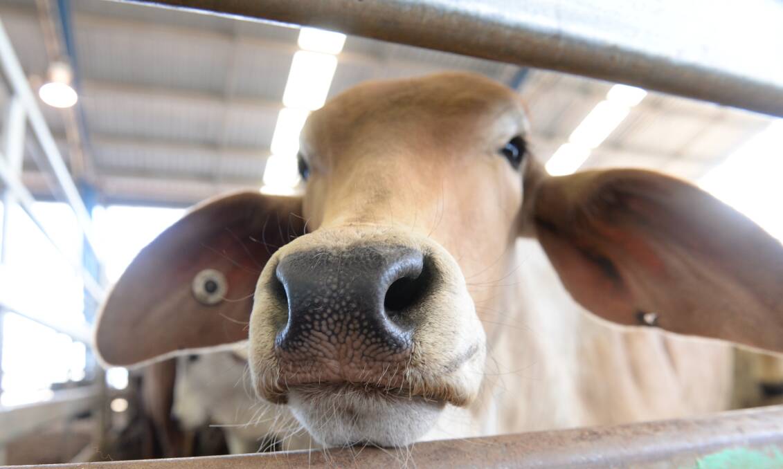 While some observers are uneasy Elders is risking eroding the diversity of its agribusiness portfolio by taking a short-term opportunity to exit live export shipping, the share market is happy.