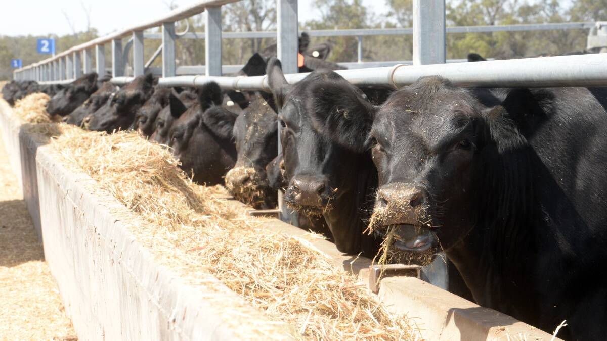Ruralco has just taken over a 10,000-head capacity South Australian feedlot site to custom feed beef cattle destined for domestic meat markets and the export trade.