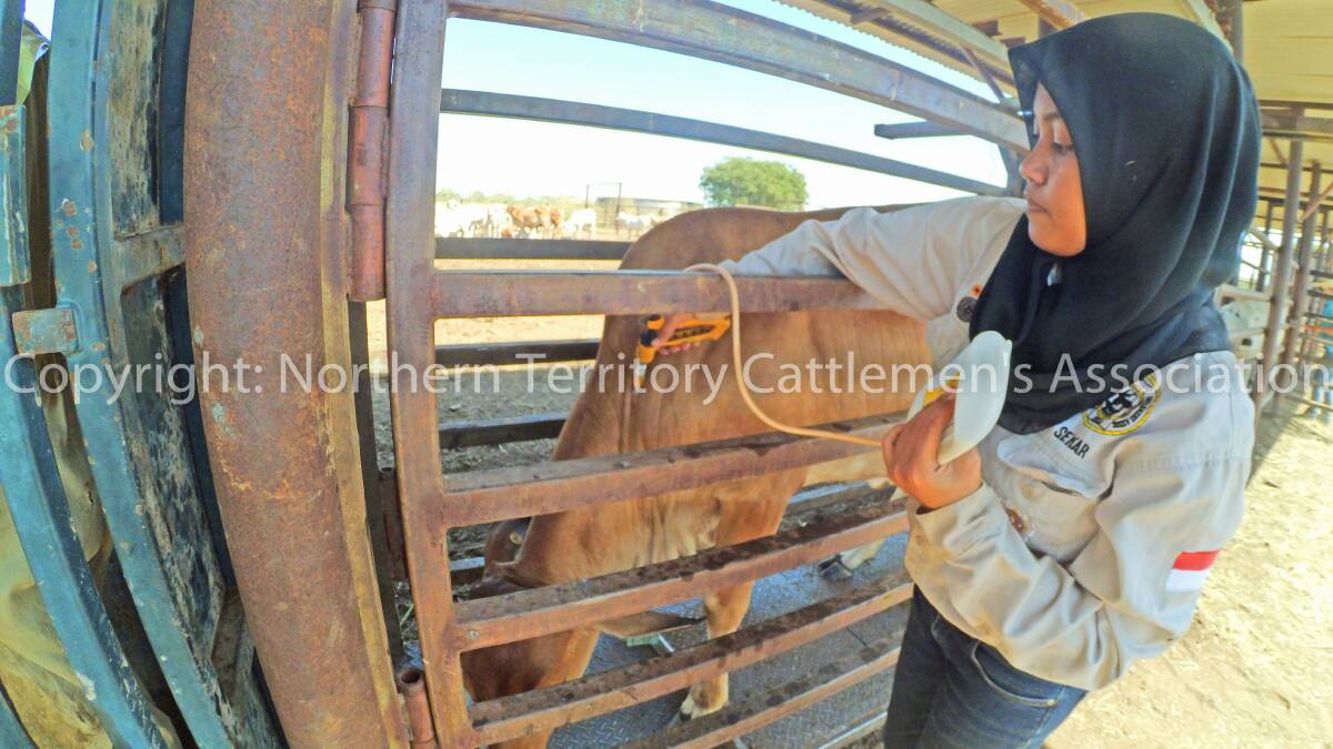 RA Sekarini Kusumawati vaccinating cattle at Auvergne Station in the Victoria River district in north western Northern Territory.