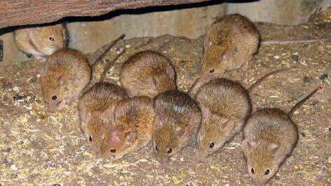 Mice continue to wreak havoc on crops