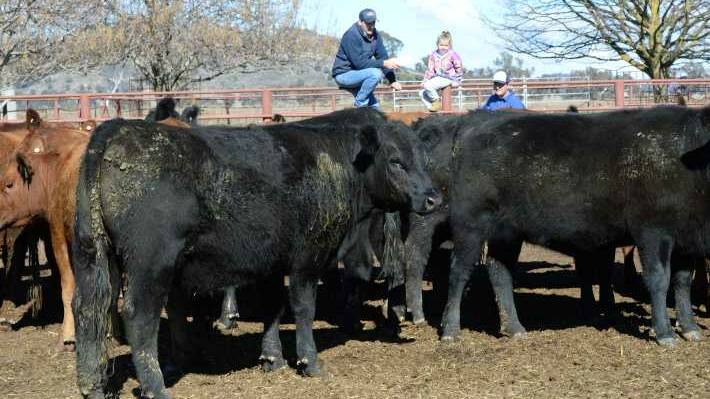 Black Angus heifers of Talooby and Wattle Top bloodlines beefing up to meet Coles market specifications in early August. 