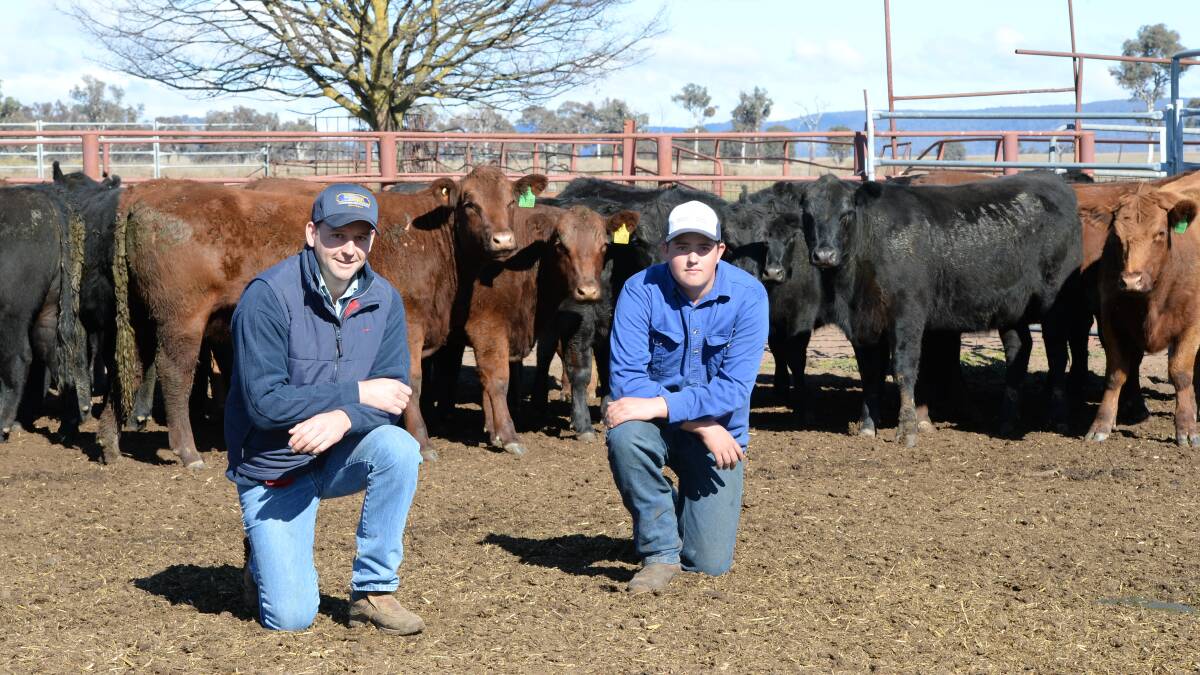 Andy Carter, McDonald Lawson Livestock, Mudgee, and Daniel Ryan, "Falcon", Rylstone, check 19- to 20-month Angus and Red Angus heifers bieng fed for Coles.