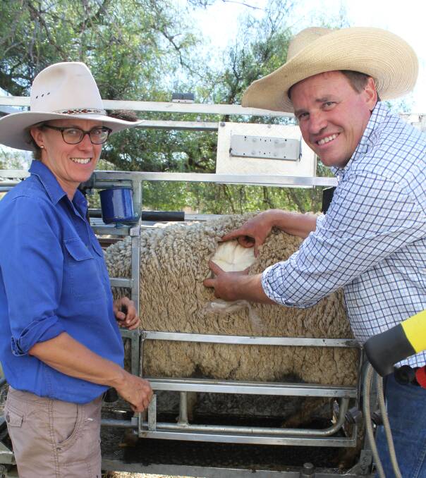 MEASUREMENT COUNTS: Sally Martin of Young and Craig Wilson of Wagga take samples from the wethers in the Peter Westblade Memorial Merino Challenge. Picture: Nikki Reynolds