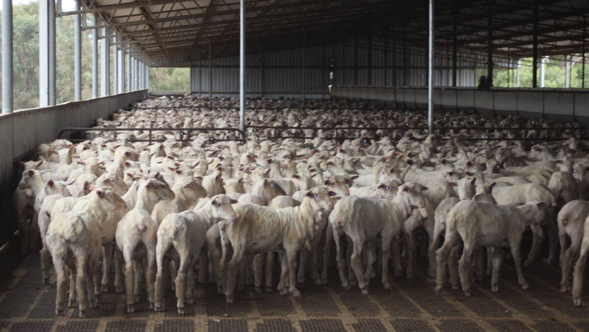 Sheep at the Peel feedlot south of Perth were they are prepared to be transported to Fremantle to board livestock vessels bound for the Middle East.