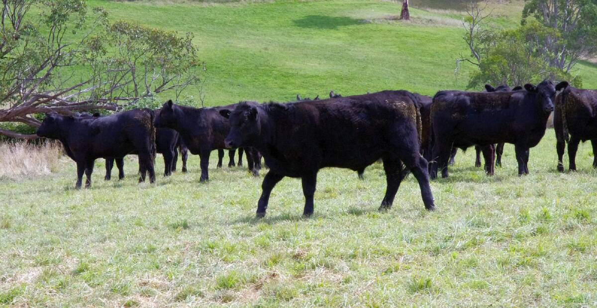 Mountain Maid Angus weaner calves are by Irelands Angus bulls.