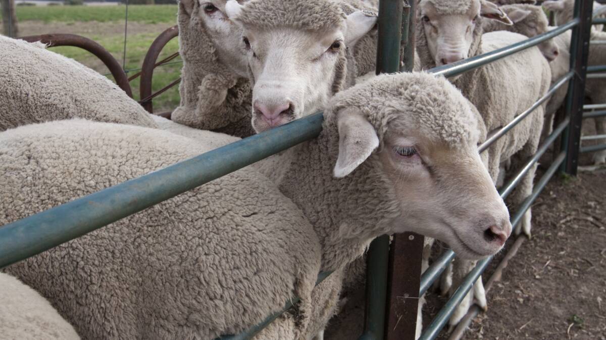Electronic IDs mandatory for sheep in Victoria