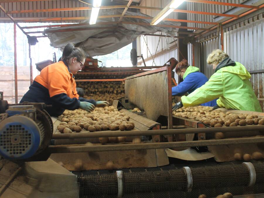 The team at Murphy Farms had finished grading commercial potatoes for the year and was busy grading seed stock for next year’s crop. 