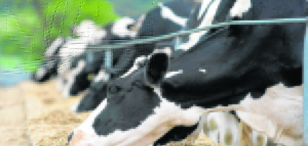 Competition: European Union dairy production has increased more than expected.